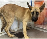 Small German Shepherd Dog Mix