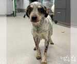 Small #1 Mutt