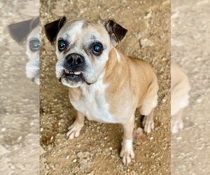 Sweet Pea - Silver Heart - Female Boxer Dog for Adoption - Photo #3
