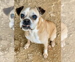 Small Photo #3 Boxer Puppy For Sale in Austin, TX, USA
