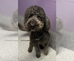 Small Photo #1 Goldendoodle Puppy For Sale in KANSAS CITY, MO, USA