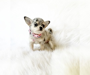 Chihuahua Puppy for sale in SACRAMENTO, CA, USA