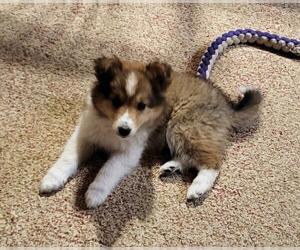 Medium Photo #1 Australian Shepherd-Unknown Mix Puppy For Sale in Genesee, WI, USA