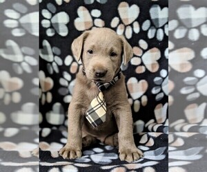Labrador Retriever Puppy for sale in KIRKWOOD, PA, USA