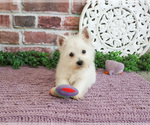 Small #4 West Highland White Terrier