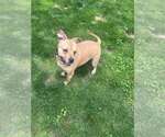 Small #4 American Pit Bull Terrier Mix