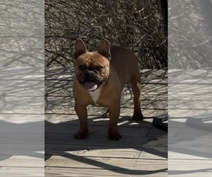 French Bulldog Puppy for sale in SIOUX FALLS, SD, USA
