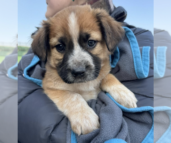 Medium Photo #3 Mutt Puppy For Sale in Brooklyn, NY, USA