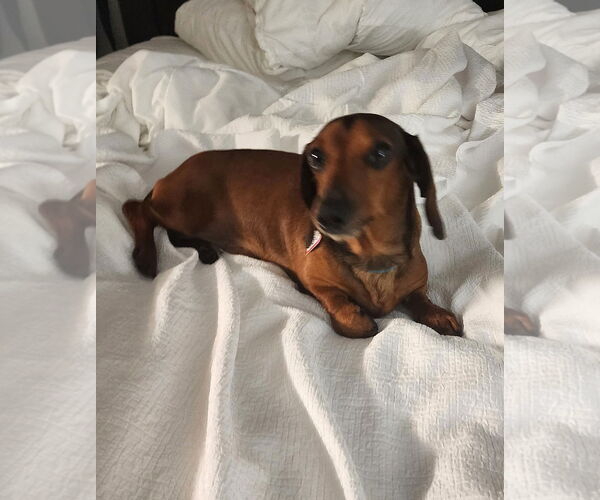Medium Photo #5 Dachshund Puppy For Sale in Shelbyville, TN, USA
