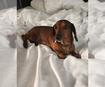 Small #4 Dachshund