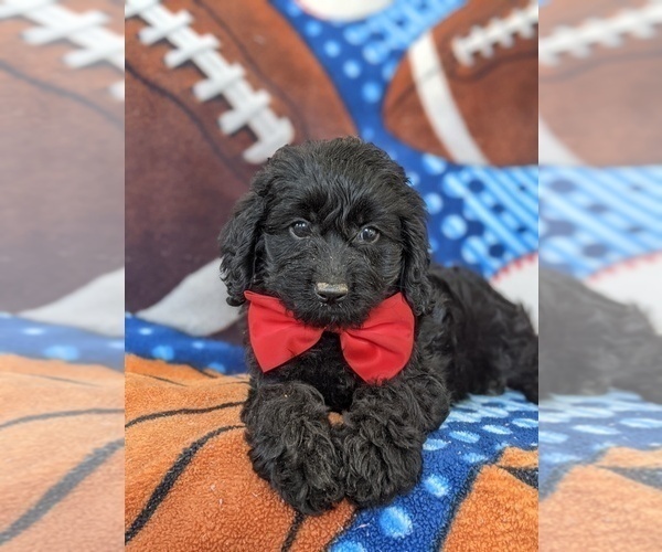 Medium Photo #4 Cocker Spaniel-Poodle (Miniature) Mix Puppy For Sale in NOTTINGHAM, PA, USA