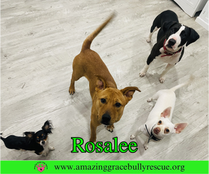 Rosalee - Female Chow Chow-Unknown Mix Dog for Adoption - Photo #12