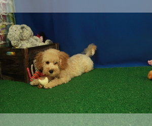 Cavapoo-Poodle (Toy) Mix Puppy for sale in HICKORY, NC, USA