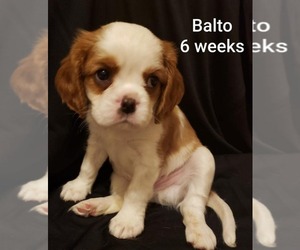Cavalier King Charles Spaniel Puppy for sale in HOLDEN, MO, USA