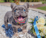 Small Photo #1 French Bulldog Puppy For Sale in ADAMS, TN, USA