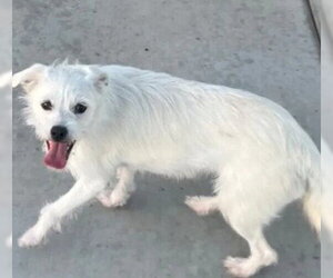 Cairn Terrier Dogs for adoption in Tracy, CA, USA