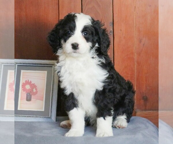 Medium Photo #1 Bernedoodle Puppy For Sale in FREDERICKSBRG, PA, USA
