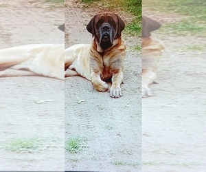 Father of the Mastiff puppies born on 10/08/2023