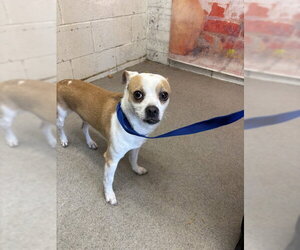 Chihuahua-Unknown Mix Dogs for adoption in San Bernardino, CA, USA