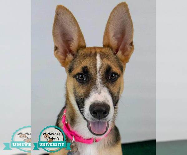 Medium Photo #1 Mutt Puppy For Sale in Kennesaw, GA, USA