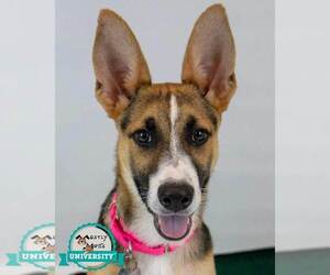 Mutt Dogs for adoption in Kennesaw, GA, USA