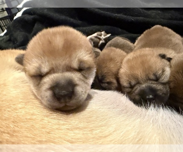 Medium Photo #2 Shiba Inu Puppy For Sale in ZIONSVILLE, IN, USA