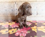 Small #14 Labrador Retriever