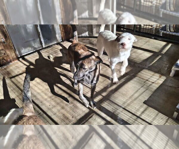 Medium Photo #3 - Mix Puppy For Sale in Sebec, ME, USA