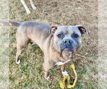 Small #10 Bullboxer Pit