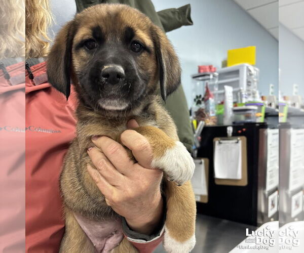 Medium Photo #2 Labrenees Puppy For Sale in Washington, DC, USA