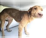 KING KONG - Male Labrador Retriever-Unknown Mix Dog for Adoption - Small photo