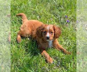 Cavapoo Puppy for sale in CARROLLTON, MO, USA