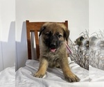 Puppy Lola German Shepherd Dog