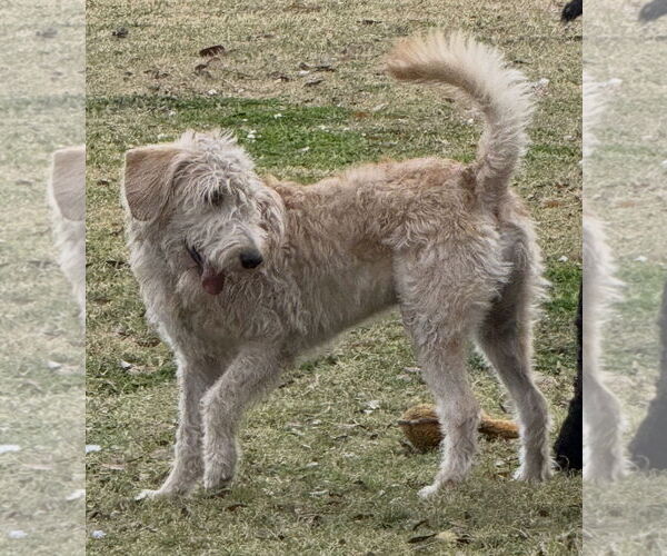 Medium Photo #3 Poodle (Standard)-Unknown Mix Puppy For Sale in Valrico, FL, USA