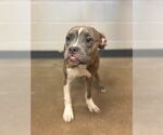 Small #6 Boxer Mix