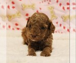 Small #2 Poodle (Toy)