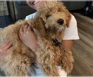 Poodle (Miniature) Puppy for sale in INDIAN TRAIL, NC, USA