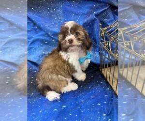 Shih-Poo Puppy for sale in INDIANAPOLIS, IN, USA