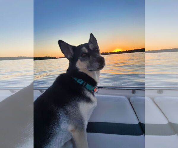 Medium Photo #25 Siberian Husky-Unknown Mix Puppy For Sale in Minneapolis, MN, USA