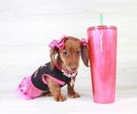 Small Photo #6 Dachshund Puppy For Sale in LAS VEGAS, NV, USA