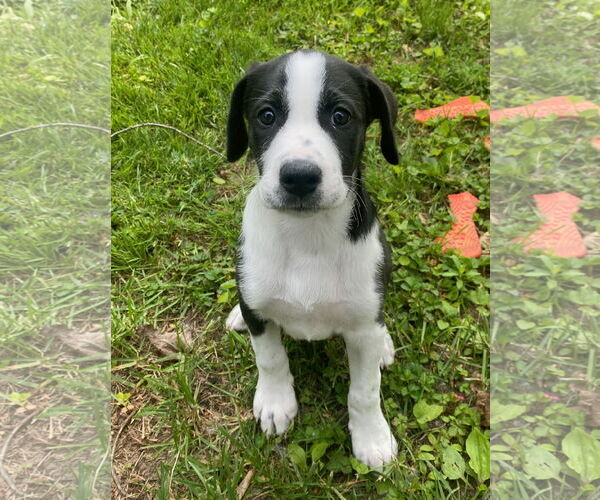 Medium Photo #1 Great Pyrenees-Unknown Mix Puppy For Sale in GILBERTS, IL, USA