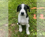 Small Great Pyrenees Mix