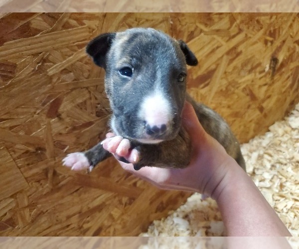 Medium Photo #3 Bull Terrier Puppy For Sale in BUCKLIN, KS, USA