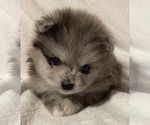 Small Photo #2 Pomeranian Puppy For Sale in PORTLAND, ME, USA
