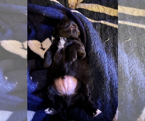 Medium Photo #7 Havashu-YorkiePoo Mix Puppy For Sale in WICHITA, KS, USA