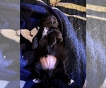 Small Photo #7 Havashu-YorkiePoo Mix Puppy For Sale in WICHITA, KS, USA