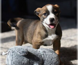 Mutt Dogs for adoption in Mechanicsburg, PA, USA