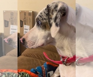 Mother of the Catahoula Leopard Dog puppies born on 06/27/2019