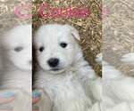 Puppy Puppy 5 Great Pyrenees