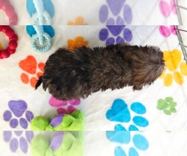 Medium Photo #12 Cavapoo (Miniature)-Poodle (Toy) Mix Puppy For Sale in ORO VALLEY, AZ, USA